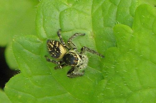 Carrhotus xanthogramma